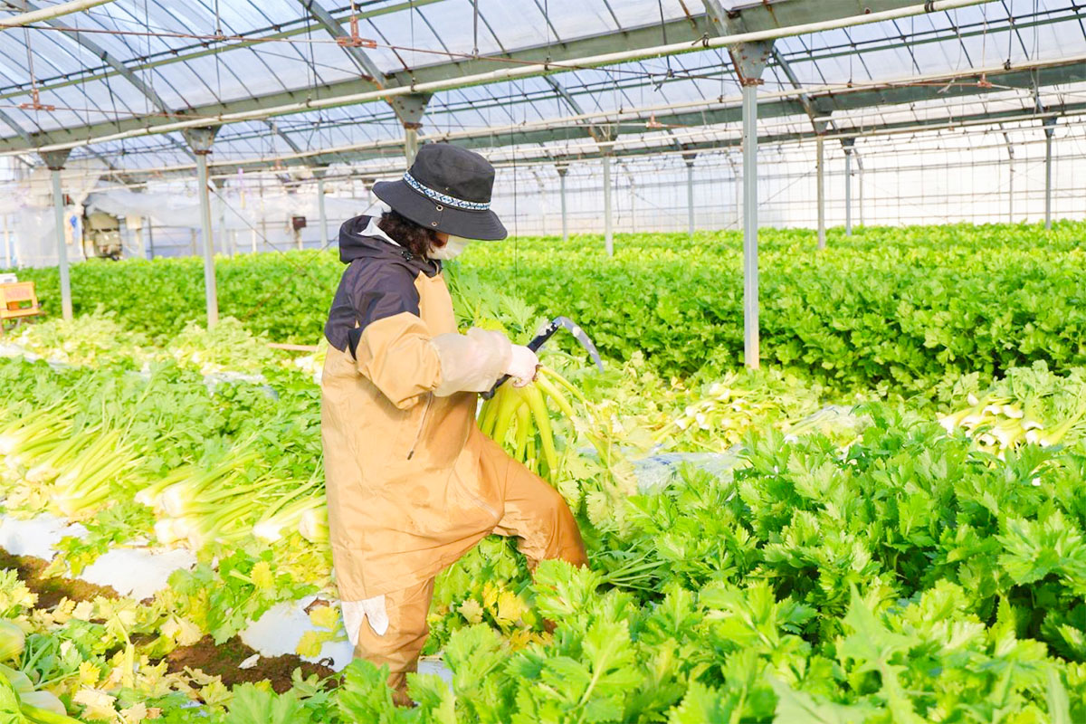 品質が安定しやすいハウス栽培